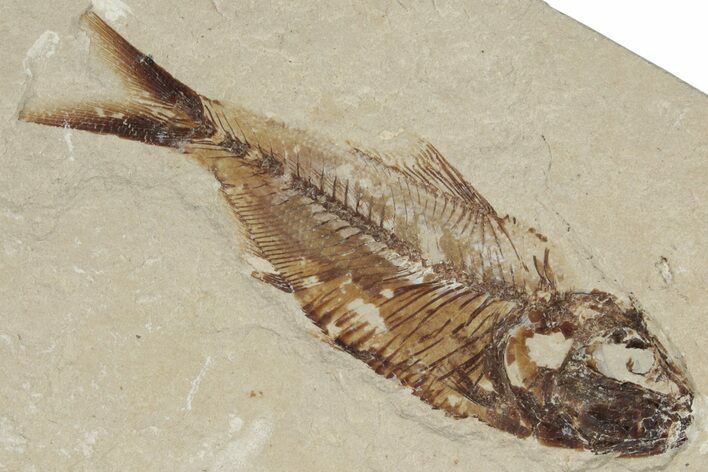 2.9" Cretaceous Fossil Fish (Armigatus) and Shrimp - Lebanon